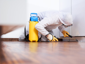 Pest controler works in the kitchen